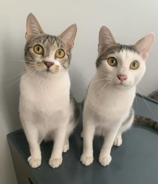Coco and Milo photo 1