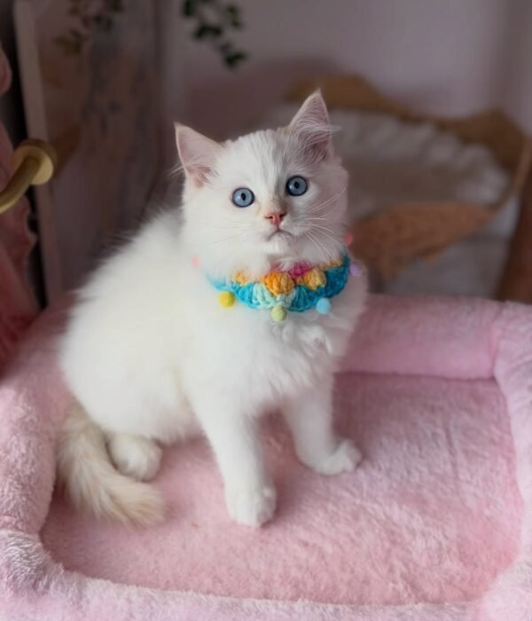 Lily photo 1