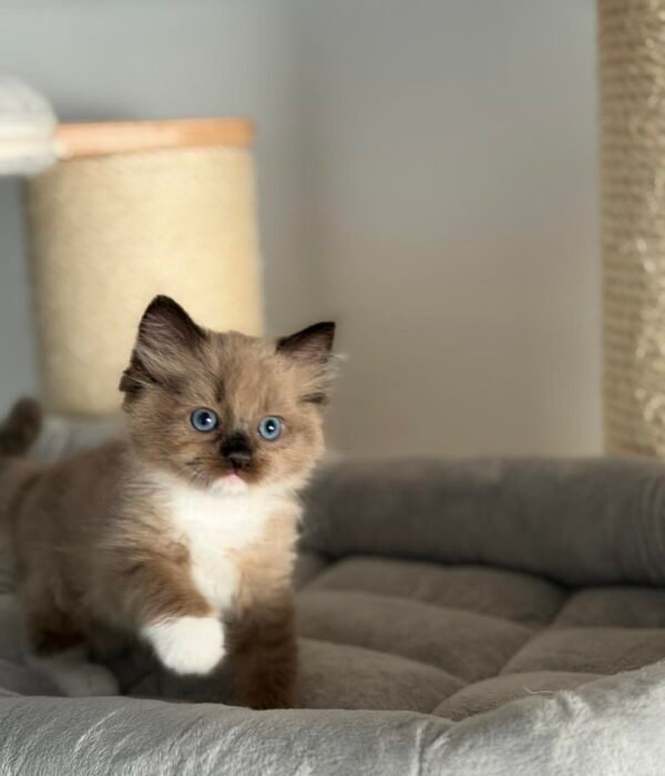 Oliver photo 1