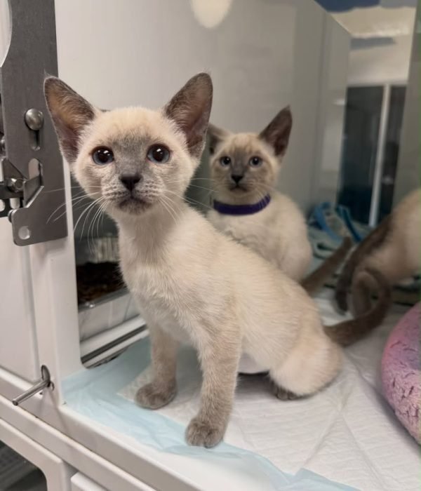 Pearl & Luna photo 1