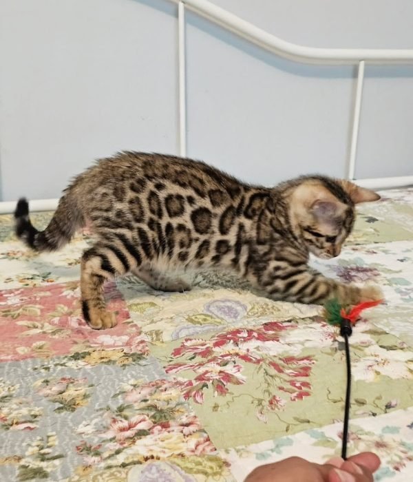 Raja photo 1
