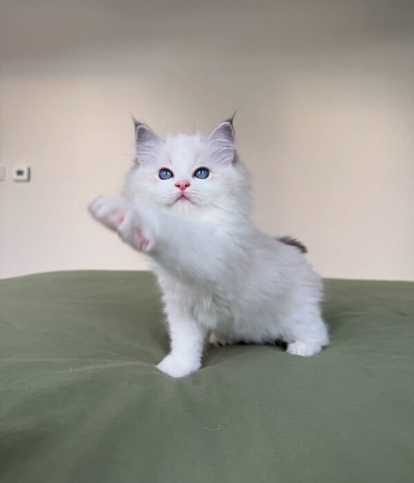 Winston photo 1